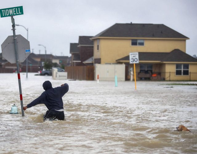 A person and a dog make their way through a flooded street in Houston after the area was inundated with flooding from Harvey, which has been downgraded from a hurricane to a tropical storm.